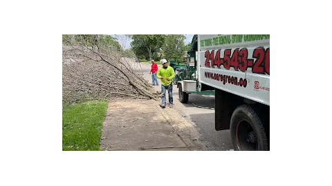 Care Green Dallas Tree Service & Removal