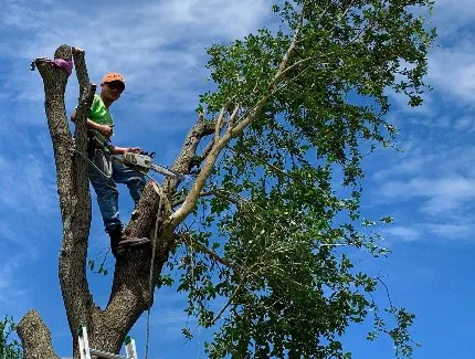 CC Tree Service gallery 2