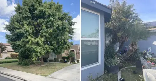 Central Valley Tree Service gallery 2