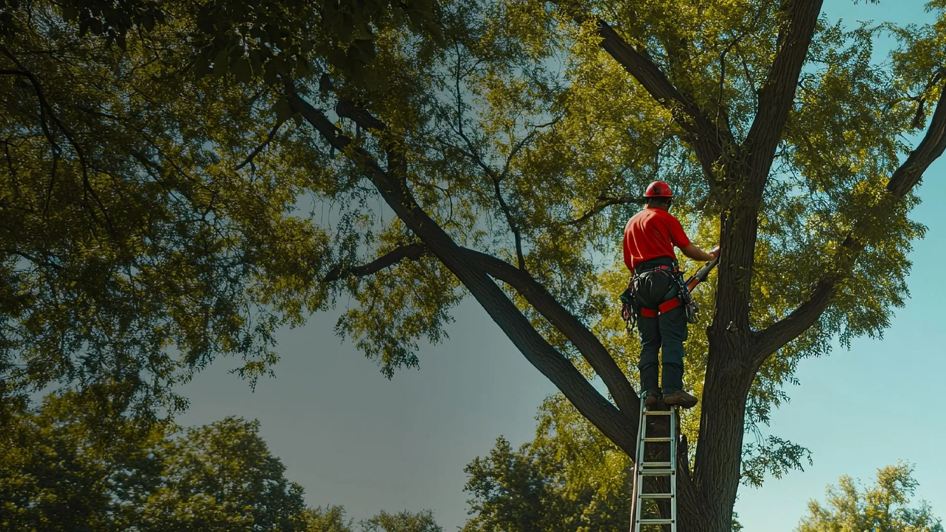 Central Valley Tree Service gallery 3