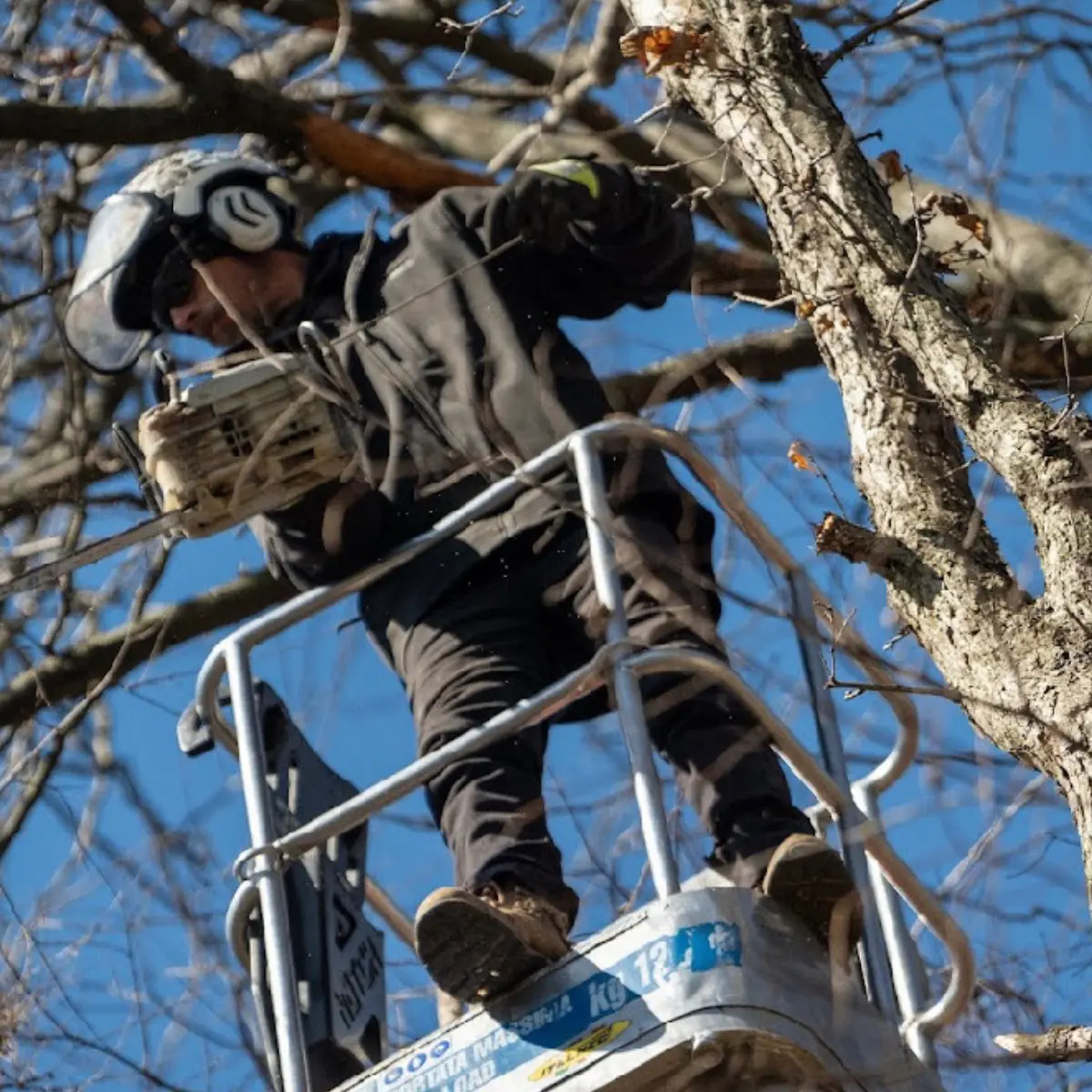 Challengers Tree Service gallery 3
