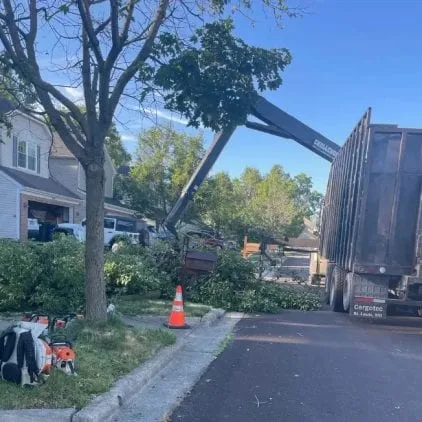Challengers Tree Service gallery 4