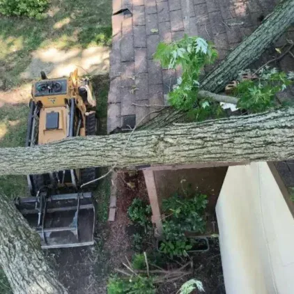 Challengers Tree Service gallery 6