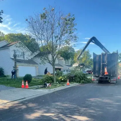 Challengers Tree Service gallery 8