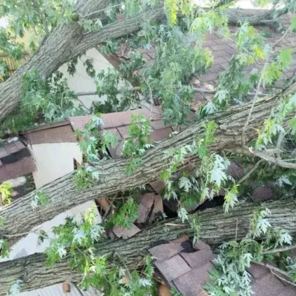 Challengers Tree Service gallery 9