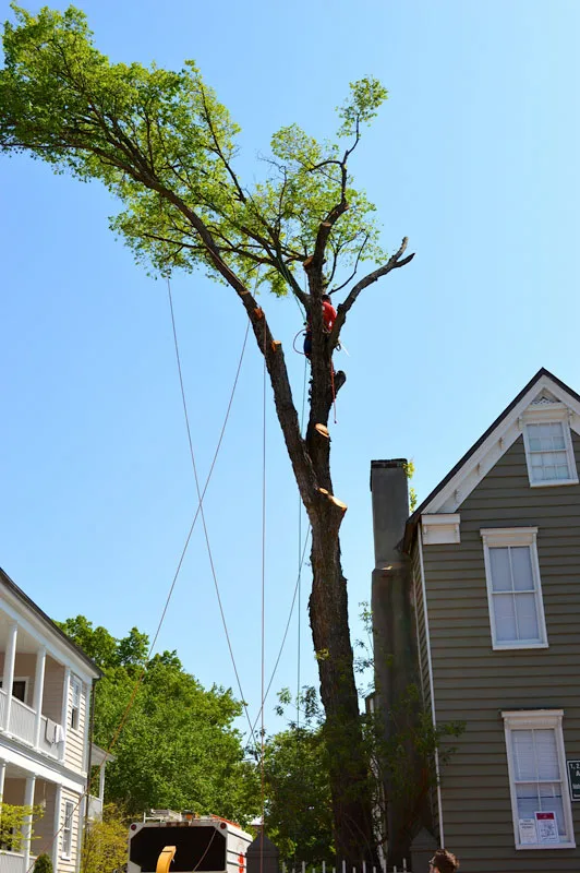 Charleston Tree Company, LLC gallery 2