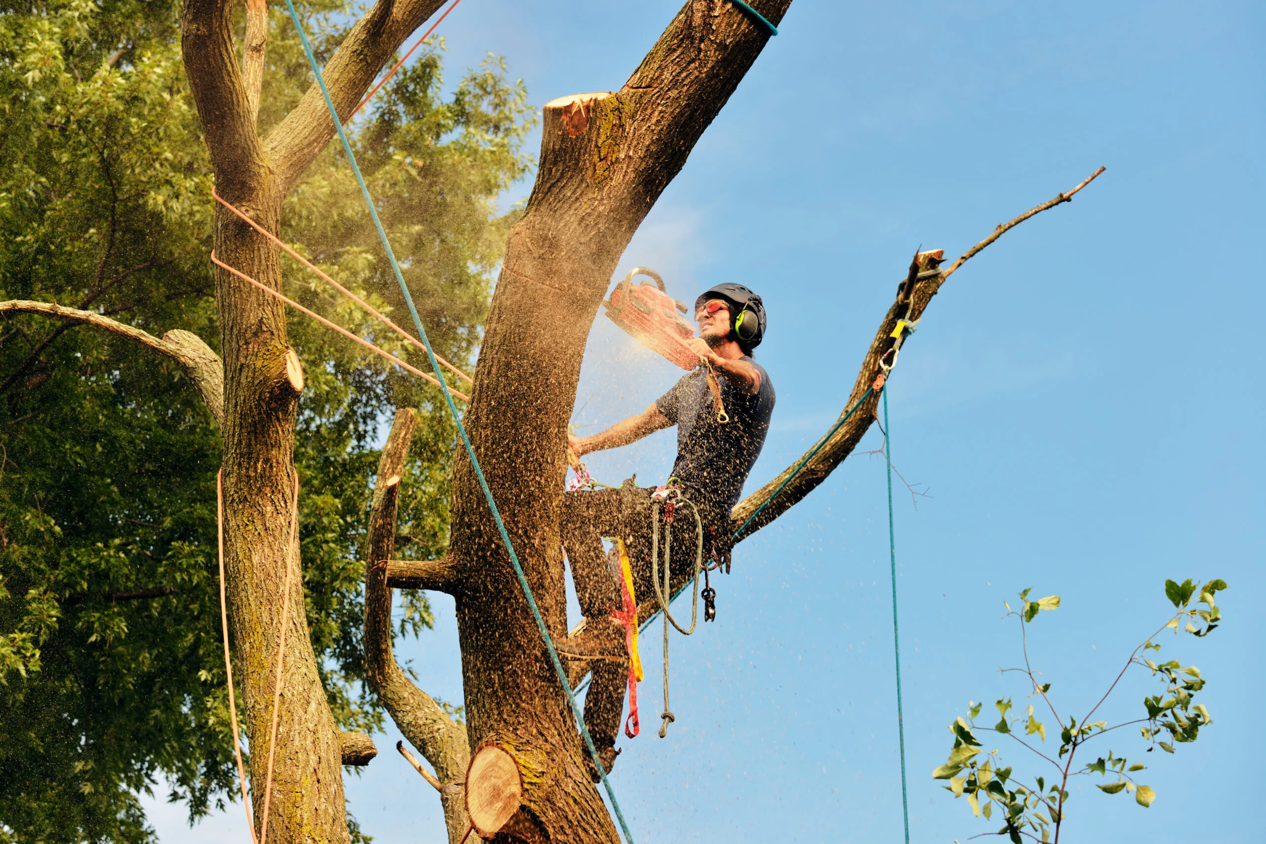 Charleston WV Tree Service gallery 2