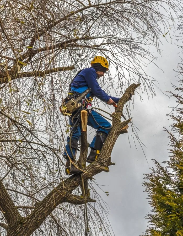 Charleston WV Tree Service gallery 3