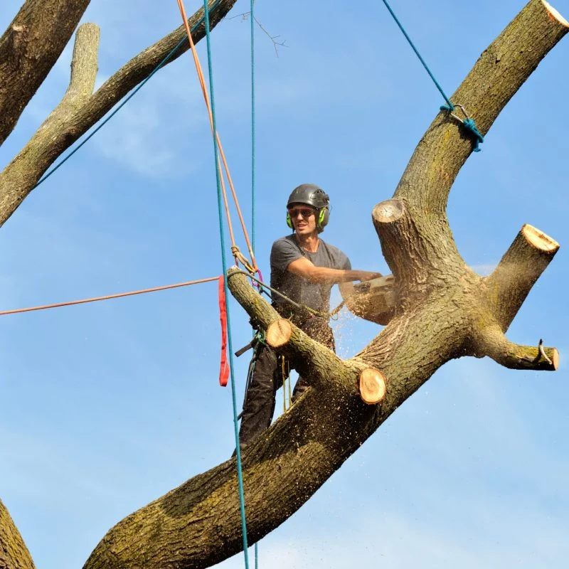 Charleston WV Tree Service gallery 5