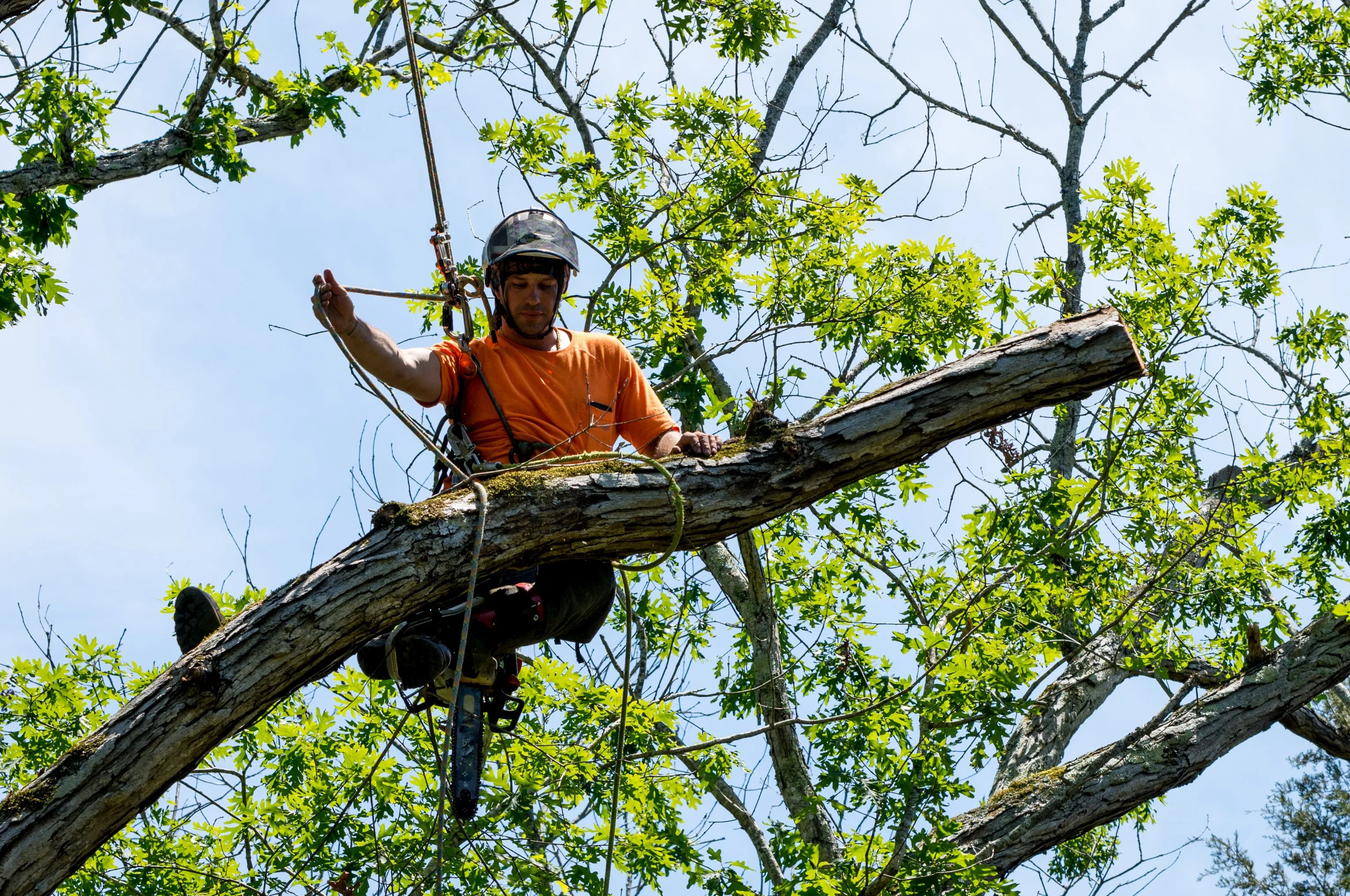 Charleston WV Tree Service gallery 7