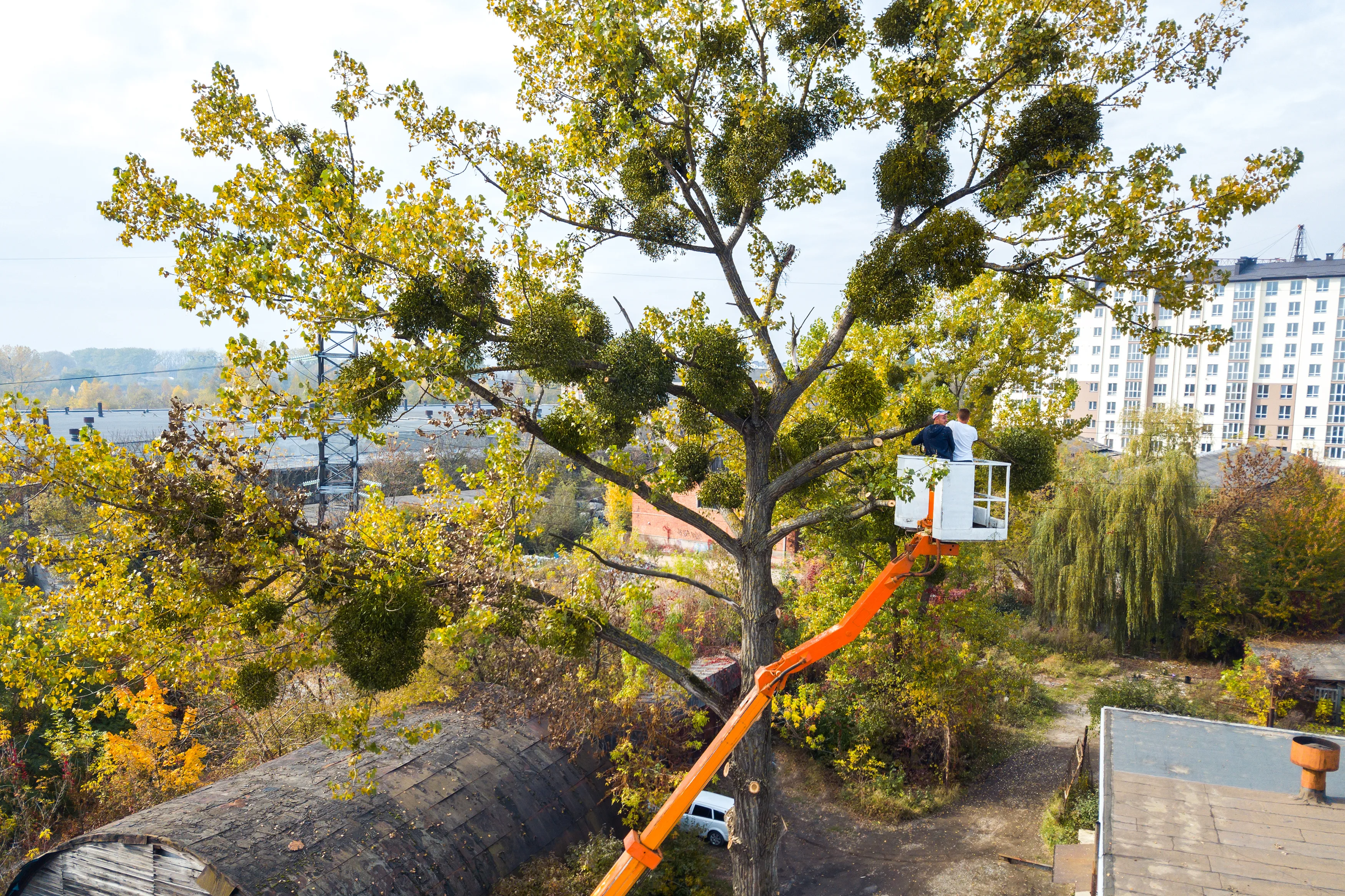 Charleston WV Tree Service gallery 8