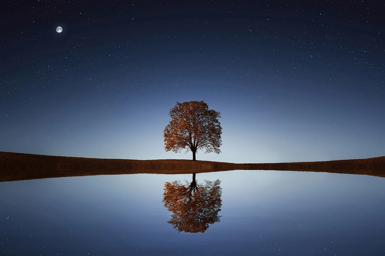 Chico's Tree Love & Care gallery 2