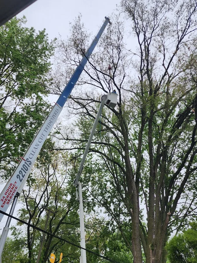 Clean Cut Tree Experts
