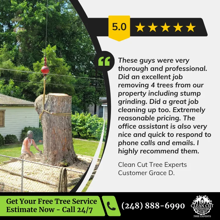 Clean Cut Tree Experts gallery 2