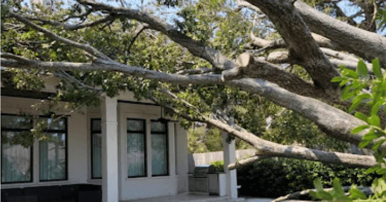 Clean Cut Tree Experts gallery 3