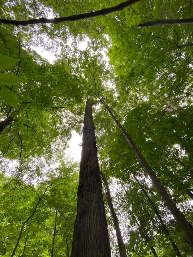 Clean Cut Tree Service