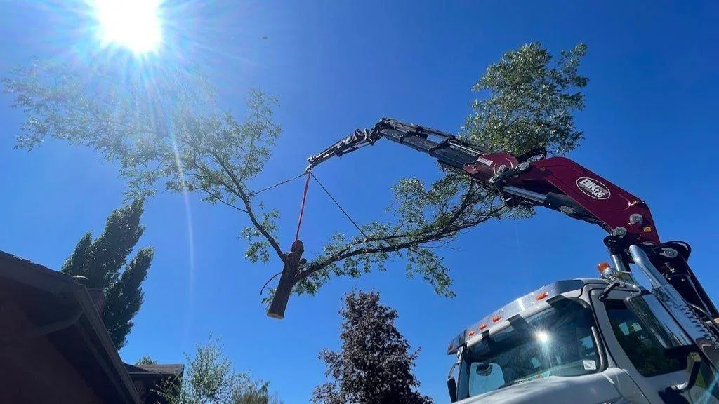 Clean Cuts Trees