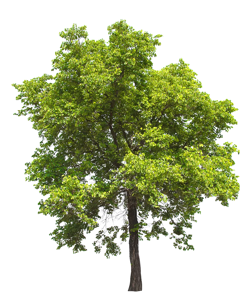 Clear View Tree Services LLC gallery 4