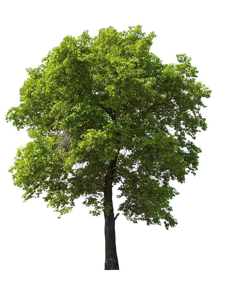 Clear View Tree Services LLC gallery 5