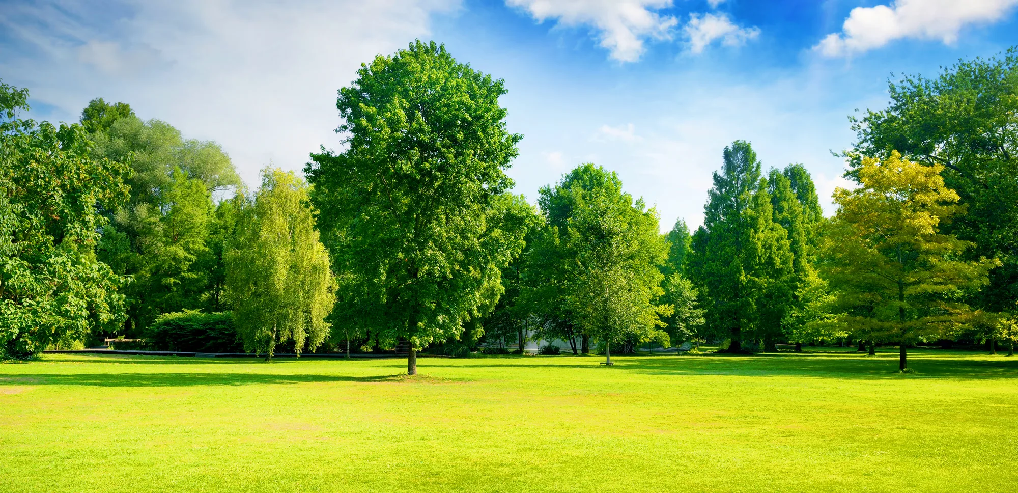 Clear View Tree Services LLC gallery 6