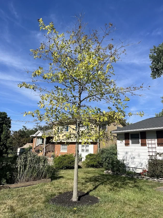 Columbus Tree Care