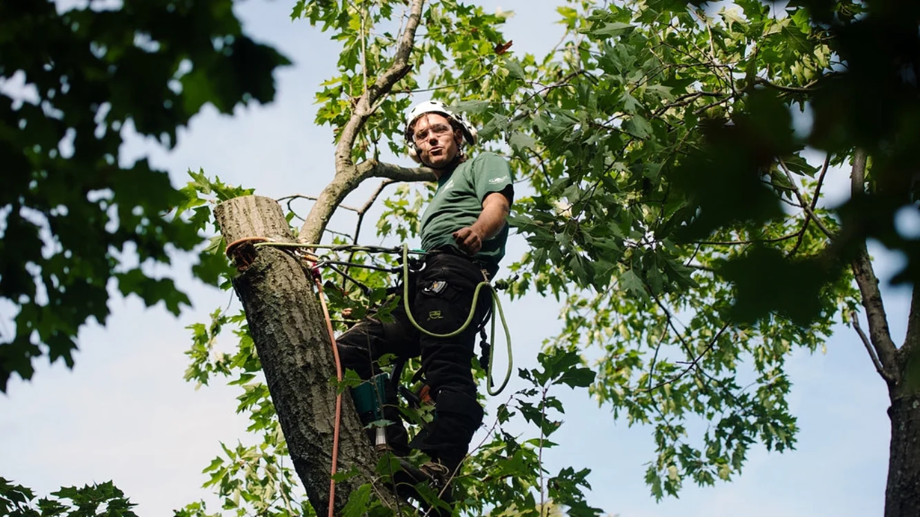 Columbus Tree Care gallery 2