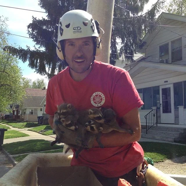 Columbus Tree Care gallery 4