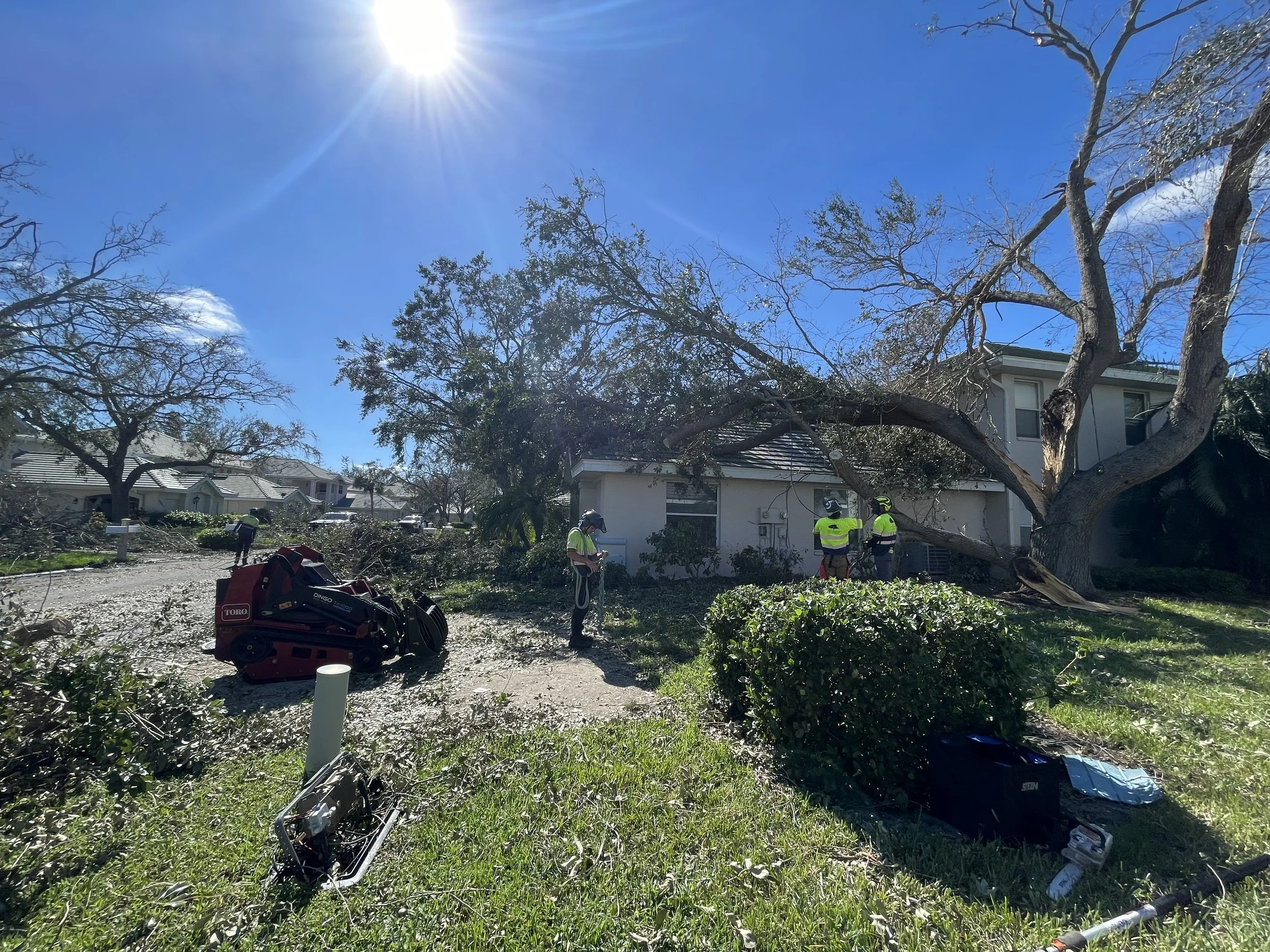Columbus Tree Care gallery 9