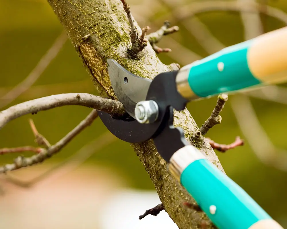 Columbus Tree Service Experts. gallery 2