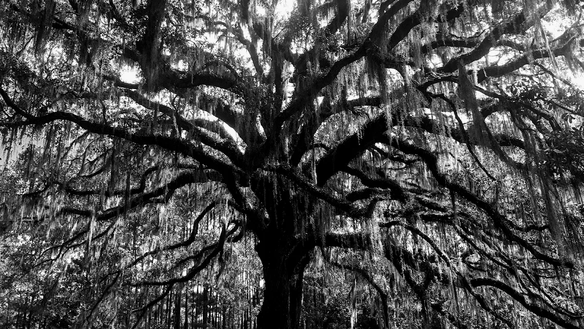 Connor Tree Service, LLC