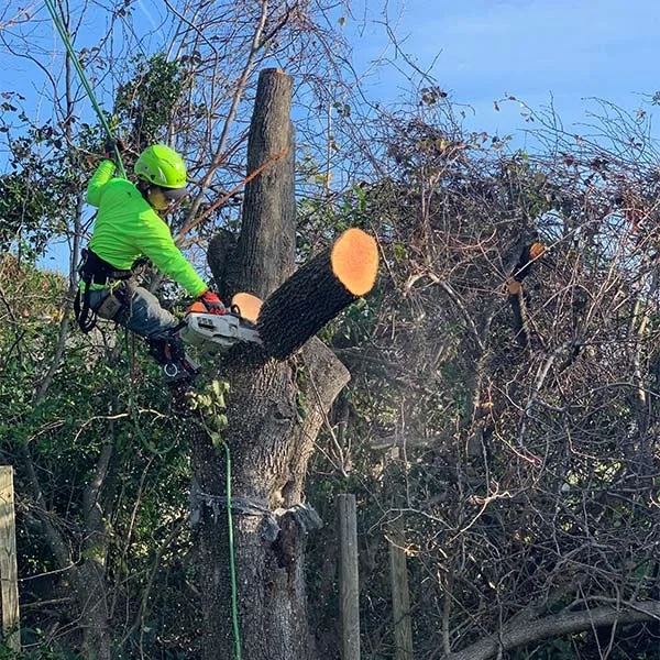 Connor Tree Service, LLC gallery 2