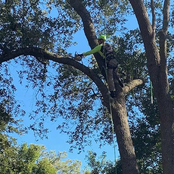 Connor Tree Service, LLC gallery 3