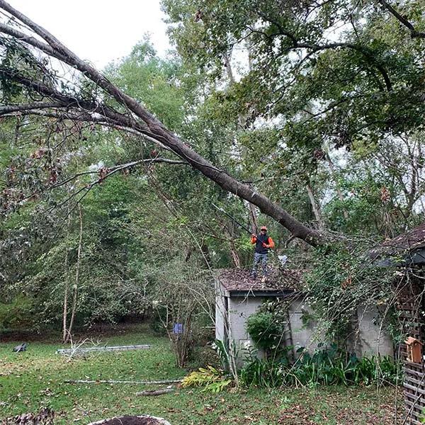 Connor Tree Service, LLC gallery 5