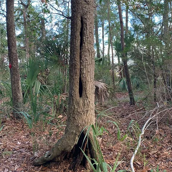 Connor Tree Service, LLC gallery 6