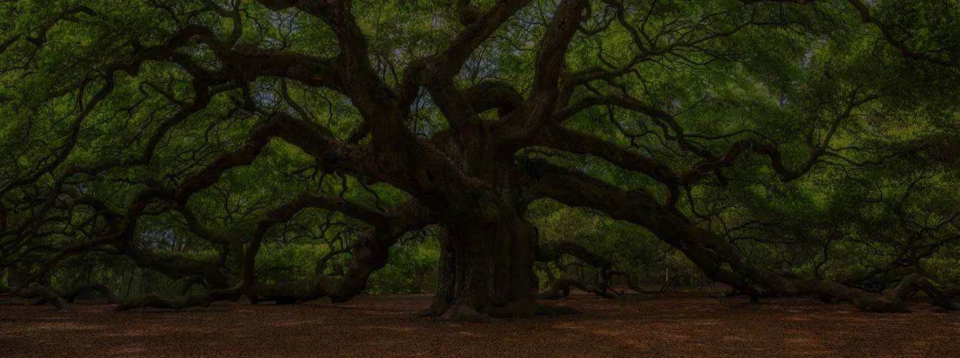 Connor Tree Service, LLC gallery 7