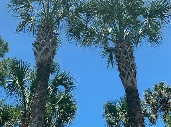 Connor Tree Service, LLC gallery 9