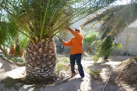 Corpus Christi Tree Care . gallery 2