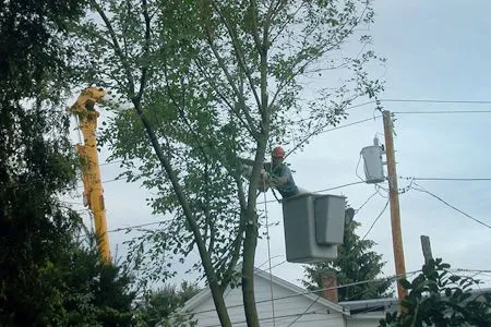 Corpus Christi Tree Care . gallery 3