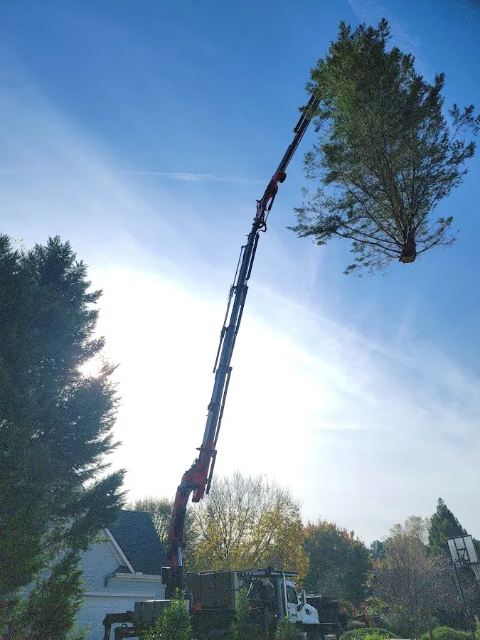 CS Tree Services Inc