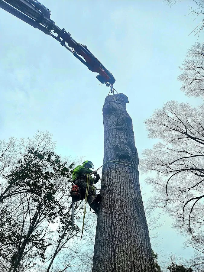 CS Tree Services Inc gallery 2
