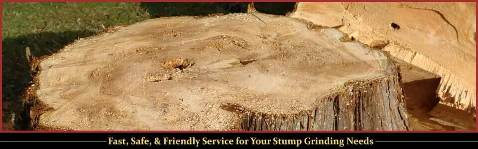 Curtis Stump Grinding Service gallery 6