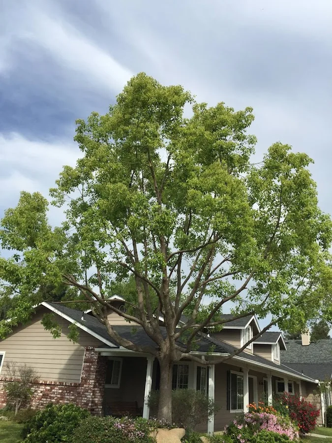 D Pro Tree Service