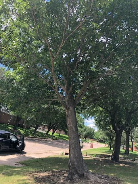 Dallas Tree Service