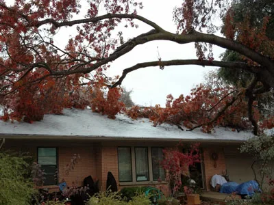Dallas Tree Service gallery 3