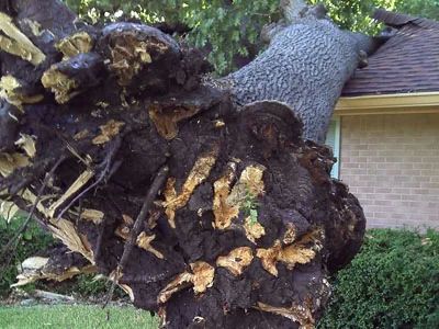 Dallas Tree Service gallery 5