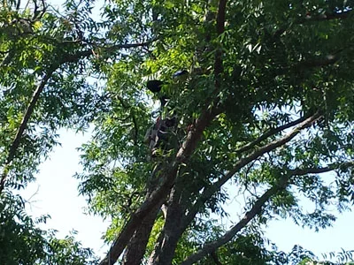 Dallas Tree Service gallery 7