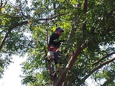 Dallas Tree Service gallery 9