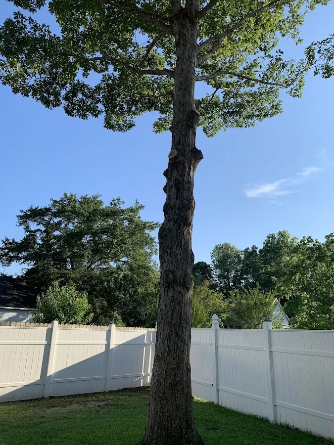 Davis Tree Company Inc.