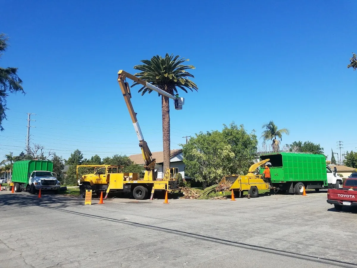 Discount Tree Care Arborist, Inc.