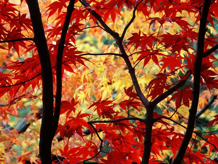 DOS Tree Service LLC gallery 2